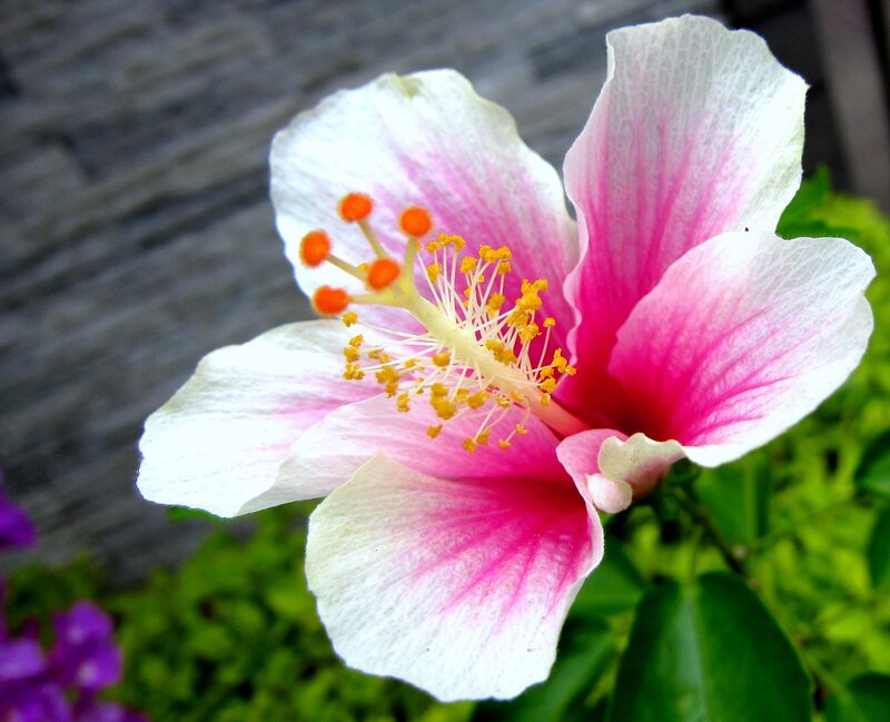 Pink and White Hibiscus Flower — Calm