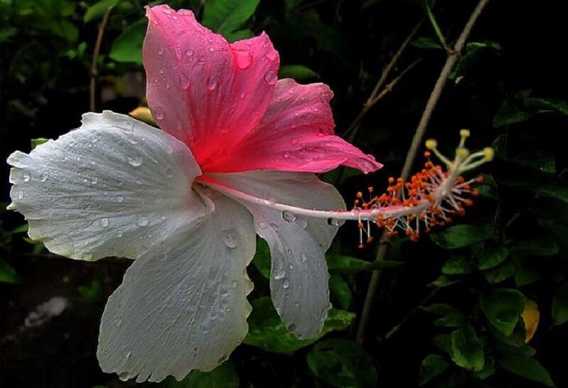 Pink and White Hibiscus Flower — Serene