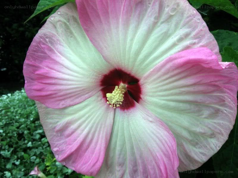 pink and white hibiscus flower