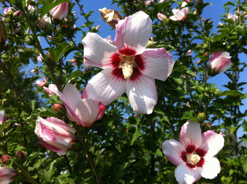 Pink and White Hibiscus Flowers