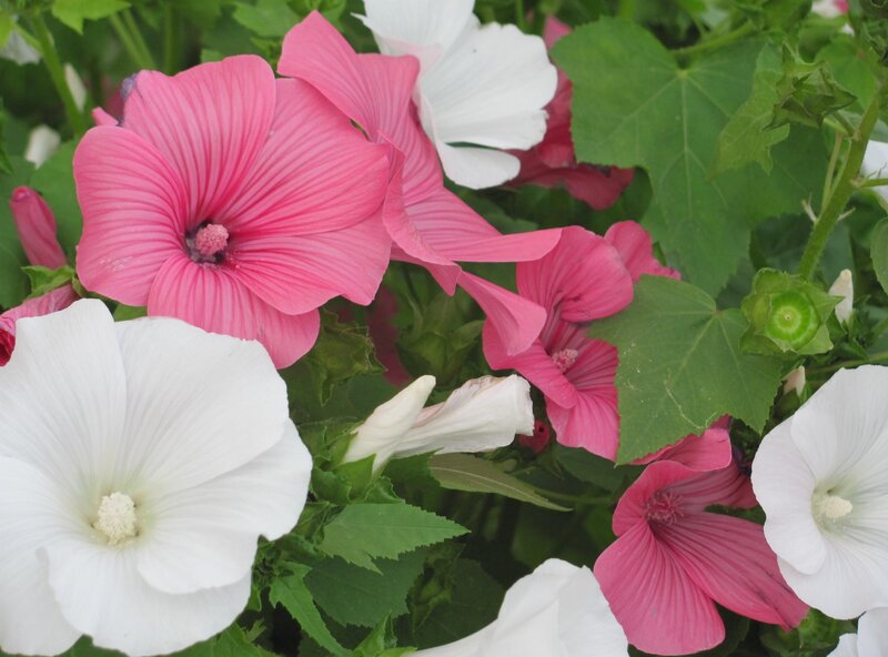 Pink and White Hollyhock Flowers — Calm, Summer, Photograph