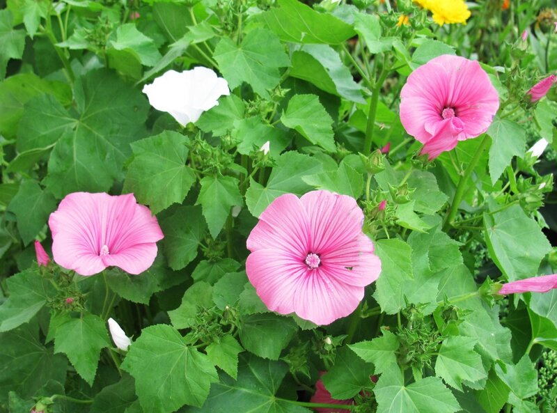 Pink and White Hollyhock Flowers — Calm, Summer
