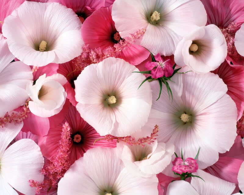 Pink and White Hollyhock Flowers — Calm
