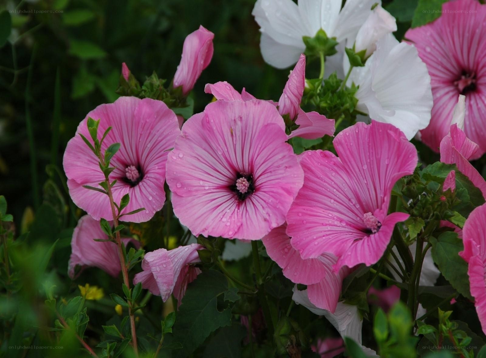 pink and white hollyhock flowers