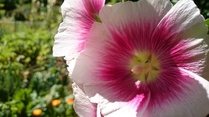Pink and White Hollyhock