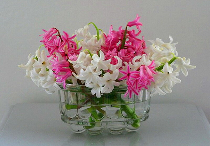 Pink and White Hyacinths