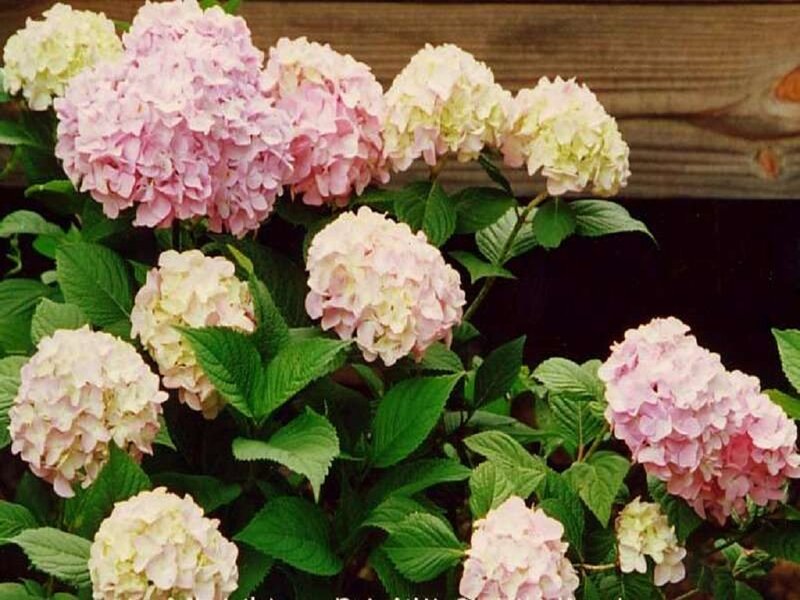 Pink and White Hydrangea Flowers