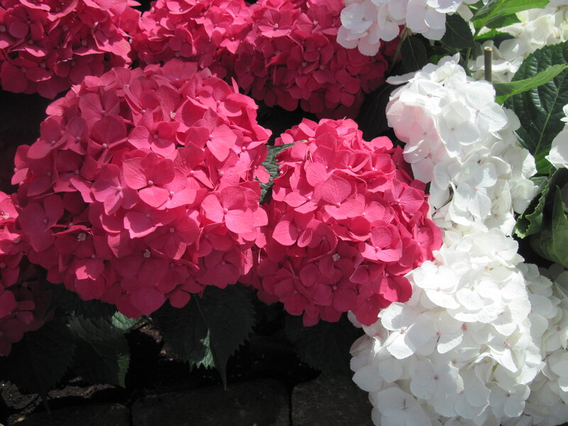 Pink and White Hydrangeas — Bright