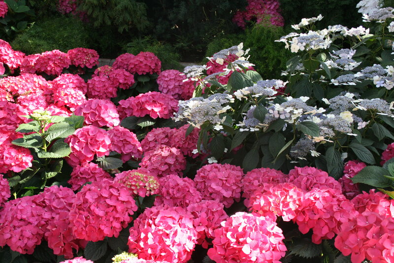 Pink and White Hydrangeas — Calm, Afternoon