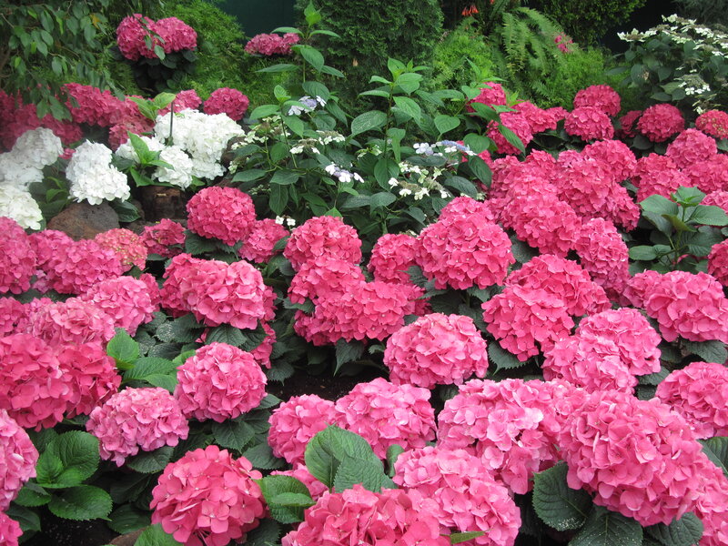 Pink and White Hydrangeas — Calm