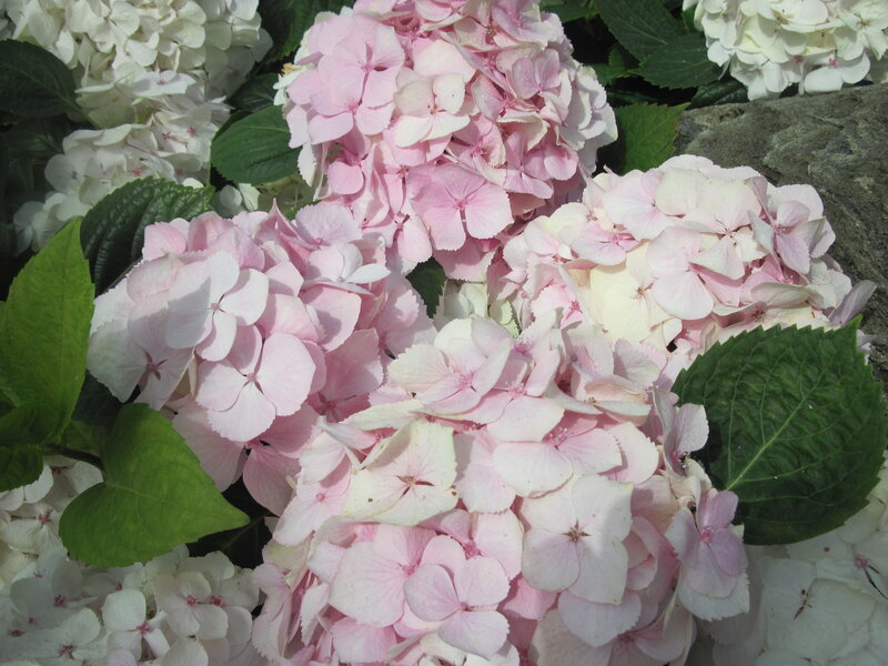 Pink and White Hydrangeas