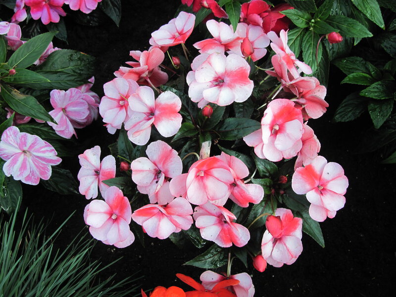 Pink and White Impatiens — Calm