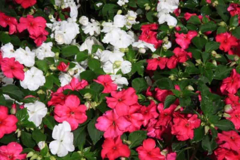 Pink and White Impatiens