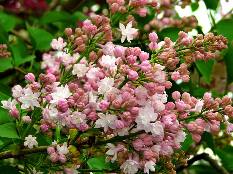 Pink and White Lilac Flowers