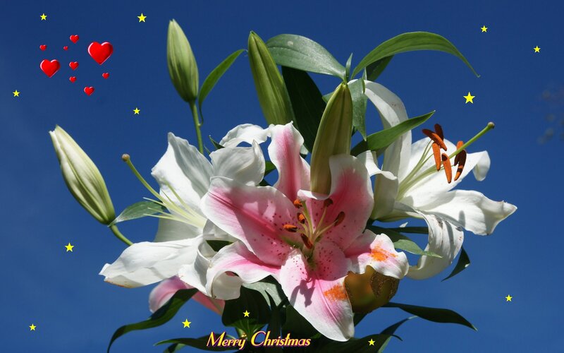 Pink and White Lilies — Blue