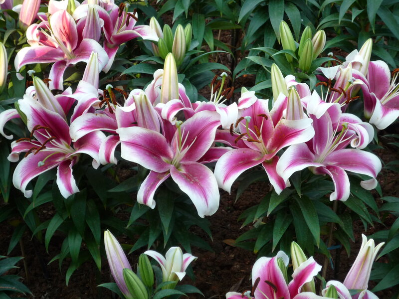 Pink and White Lilies — Calm, Afternoon