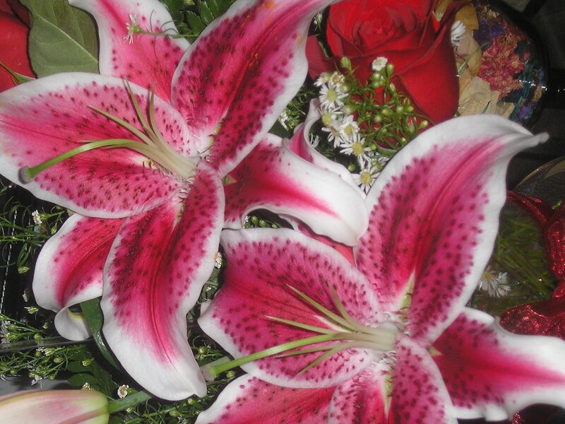 Pink and White Lilies — Calm, Photograph