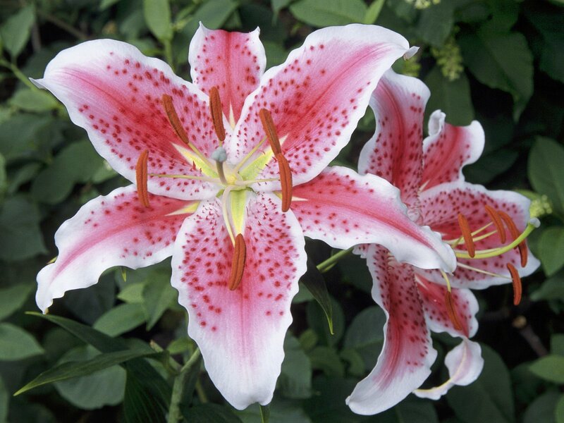 Pink and White Lilies — Calm, Summer, Photograph
