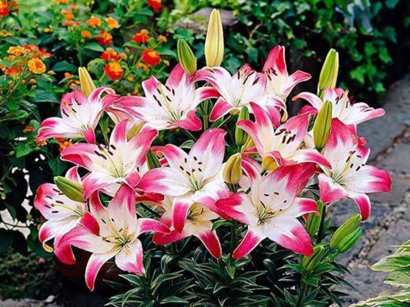Pink and White Lilies — Calm, Summer