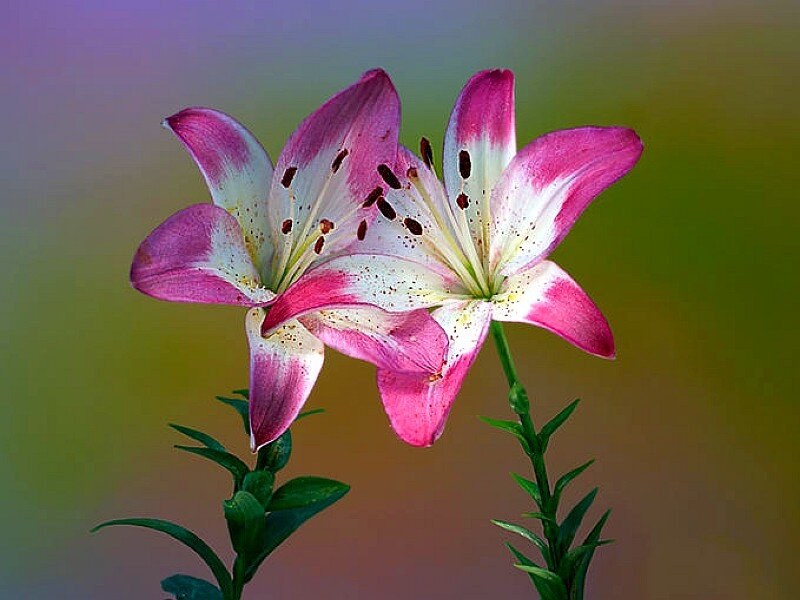 Pink and White Lilies — Calm