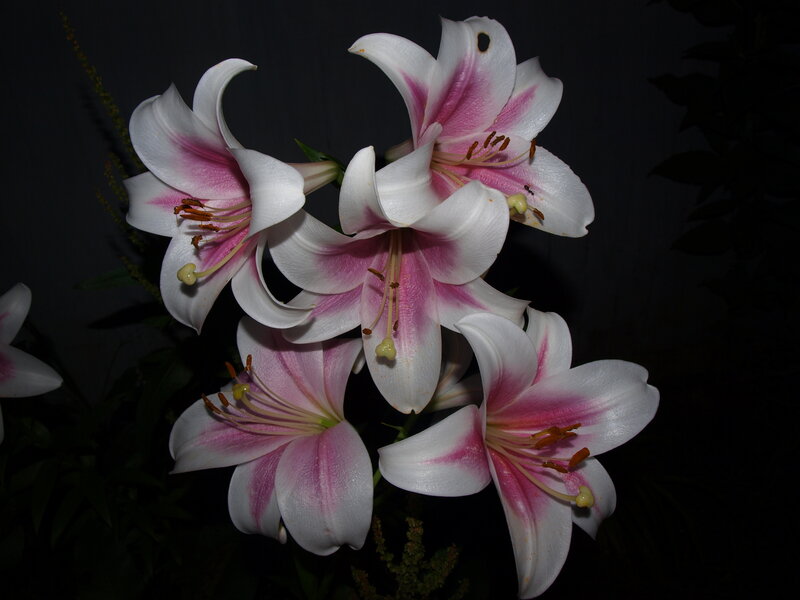 Pink and White Lilies — Dramatic