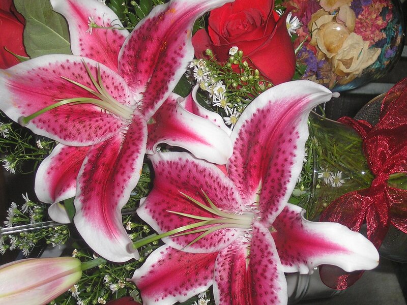 Pink and White Lilies — Festive
