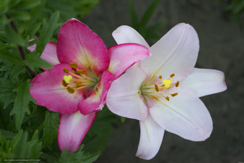 Pink and white lilies in bloom