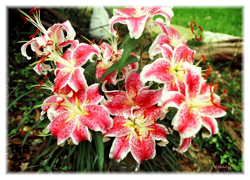 Pink and White Lilies — Natural, Afternoon
