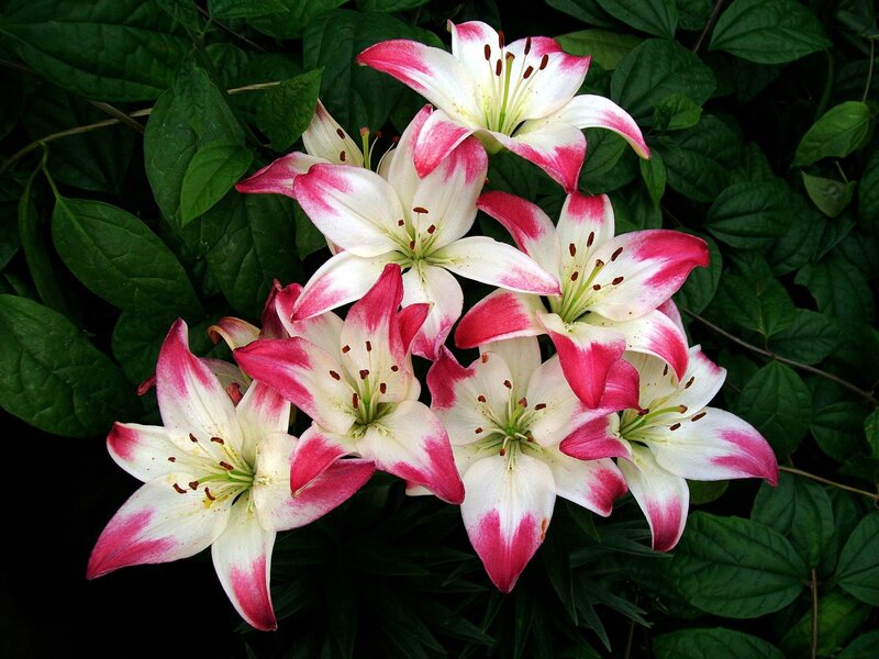 Pink and White Lilies — Natural