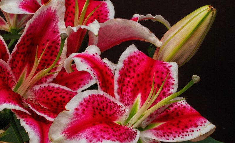 Pink and White Lilies — Red