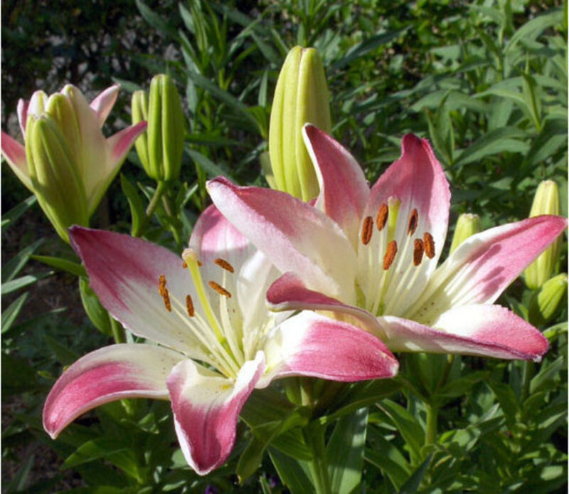 Pink and White Lilies — Serene, Afternoon, Photograph