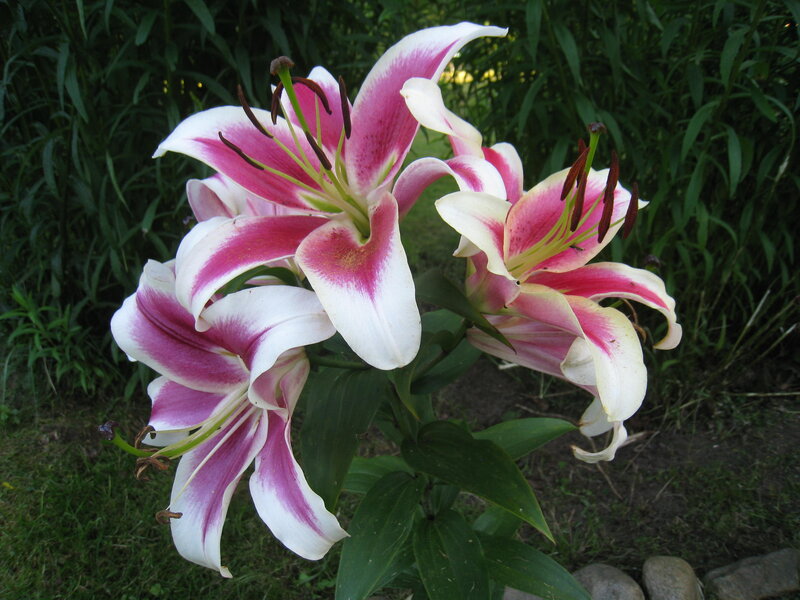 Pink and White Lilies — Serene, Afternoon