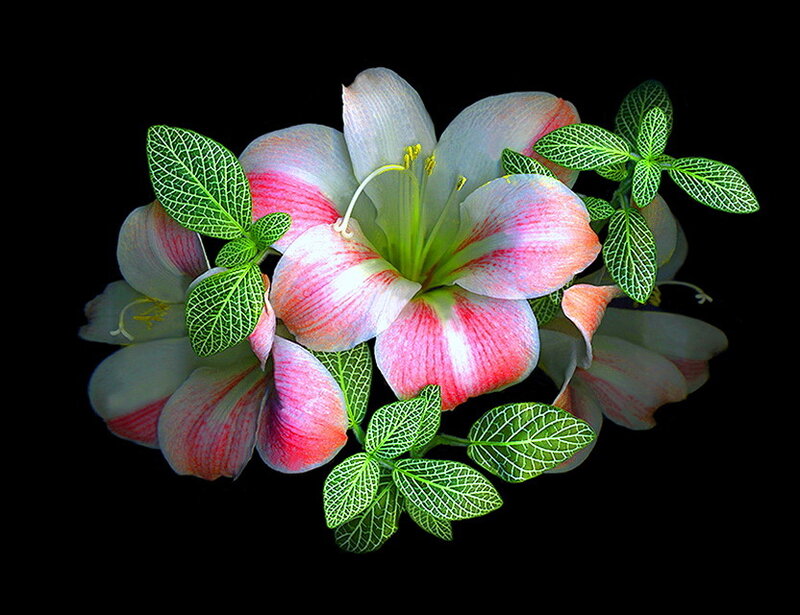 Pink and White Lilies — Serene, Photograph