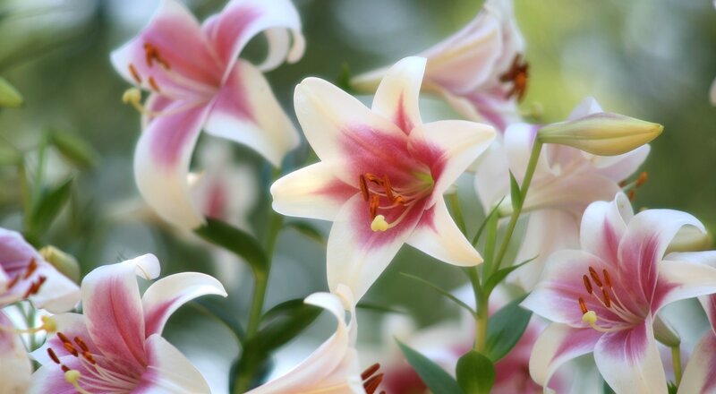 Pink and White Lilies — Serene, Spring