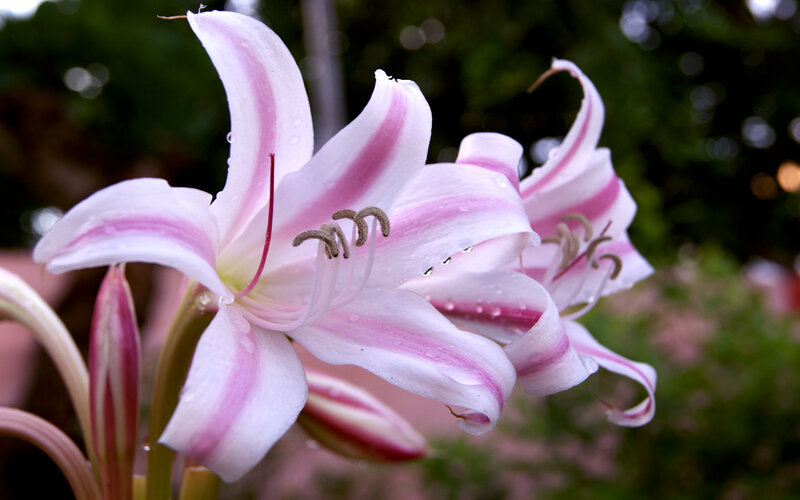 Pink and White Lilies — Serene