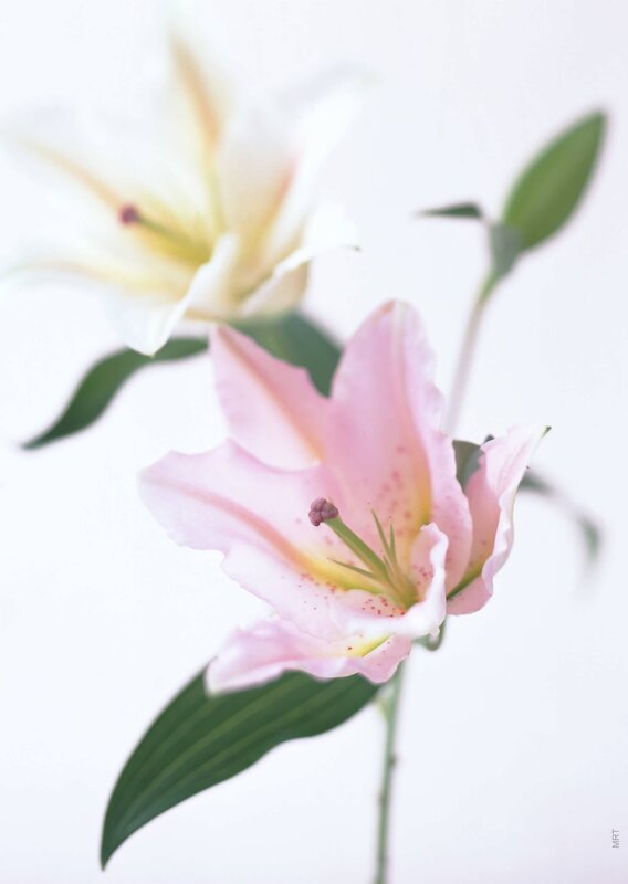 Pink and white lilies