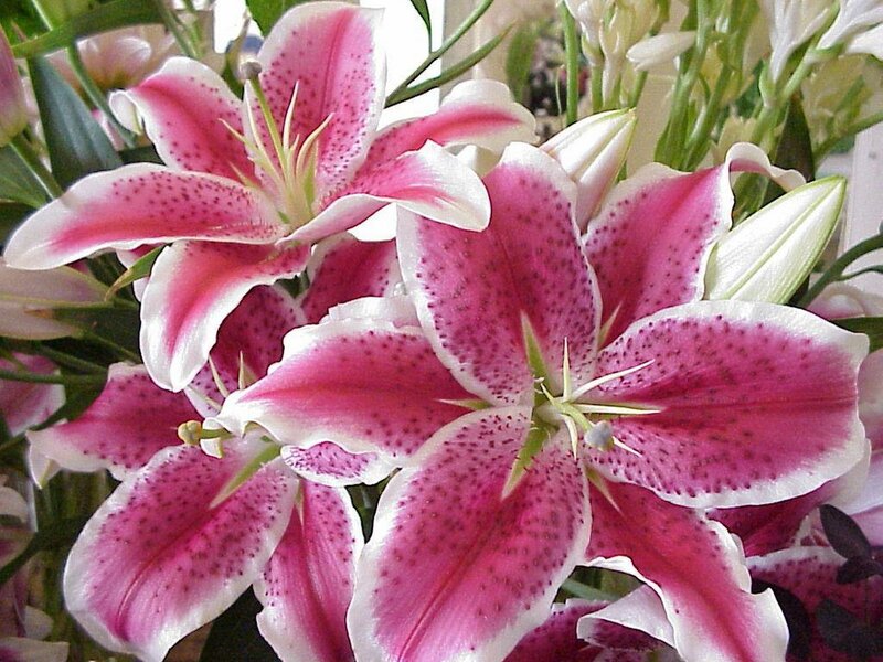 Pink and white lilies with spots