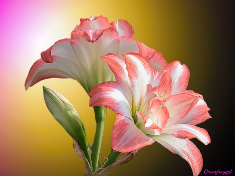 Pink and White Lilies — Yellow
