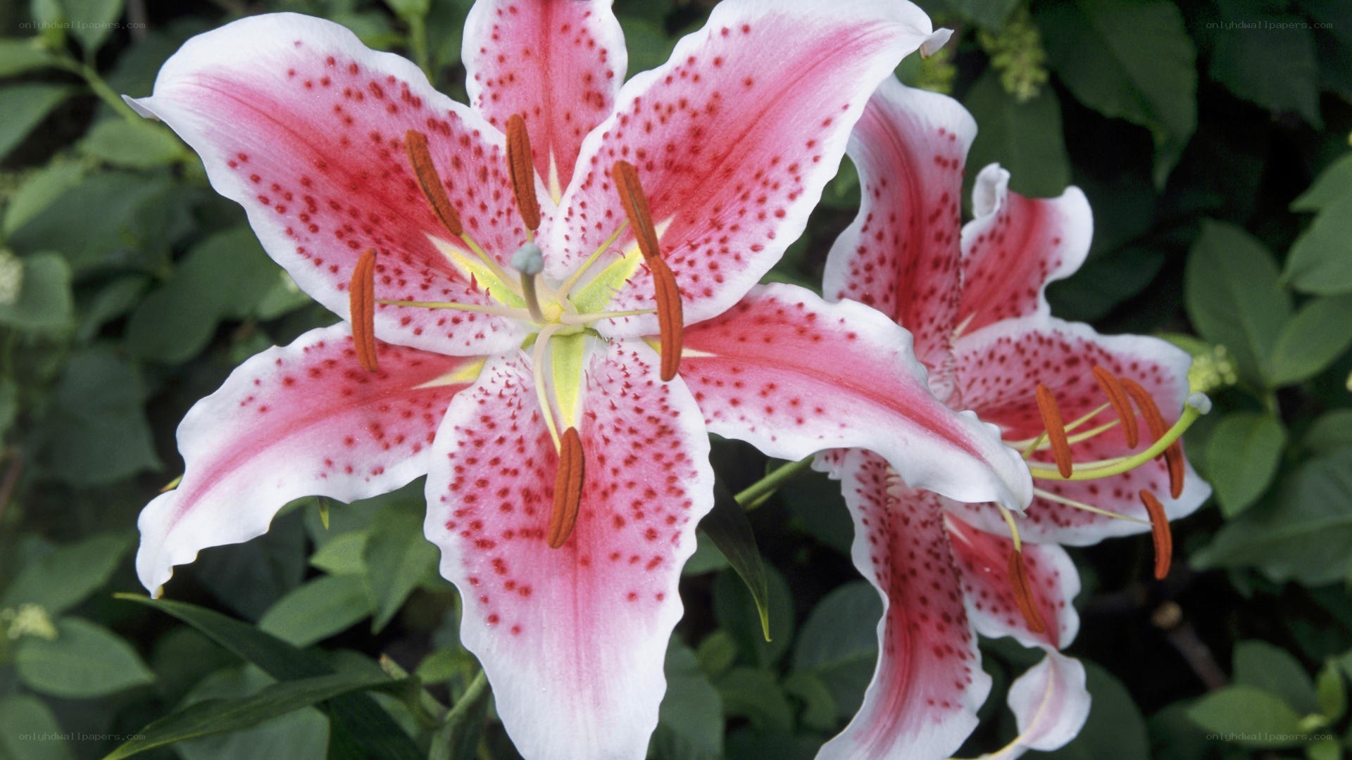 pink and white lily flower