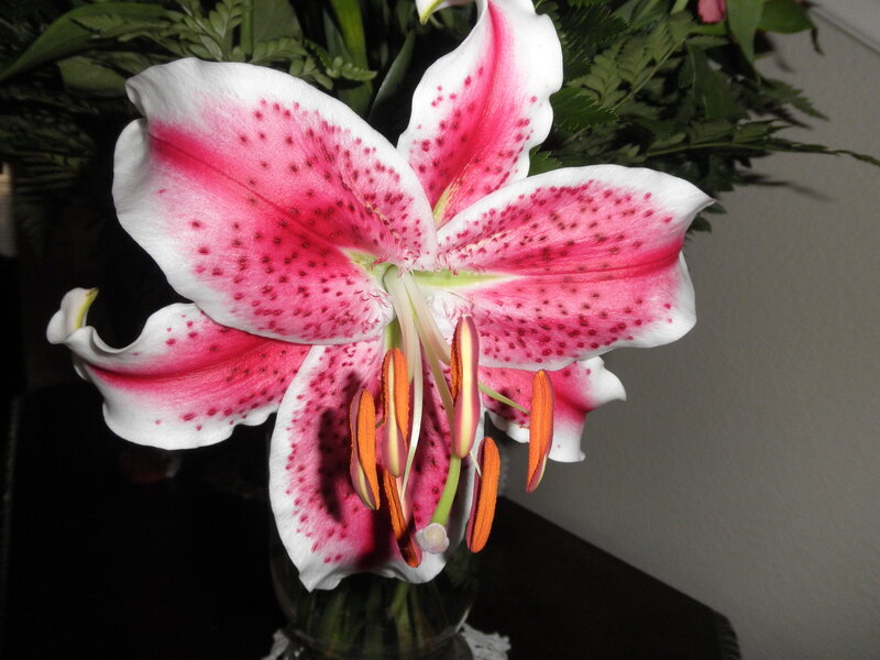 pink and white lily flower