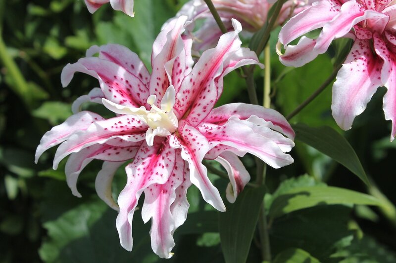 Pink and White Lily Flower — Serene