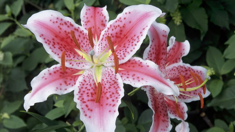 pink and white lily flower