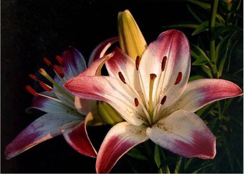 Pink and white lily flowers