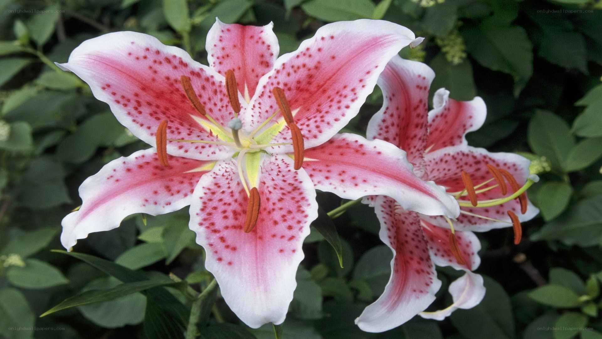 pink and white lily flowers