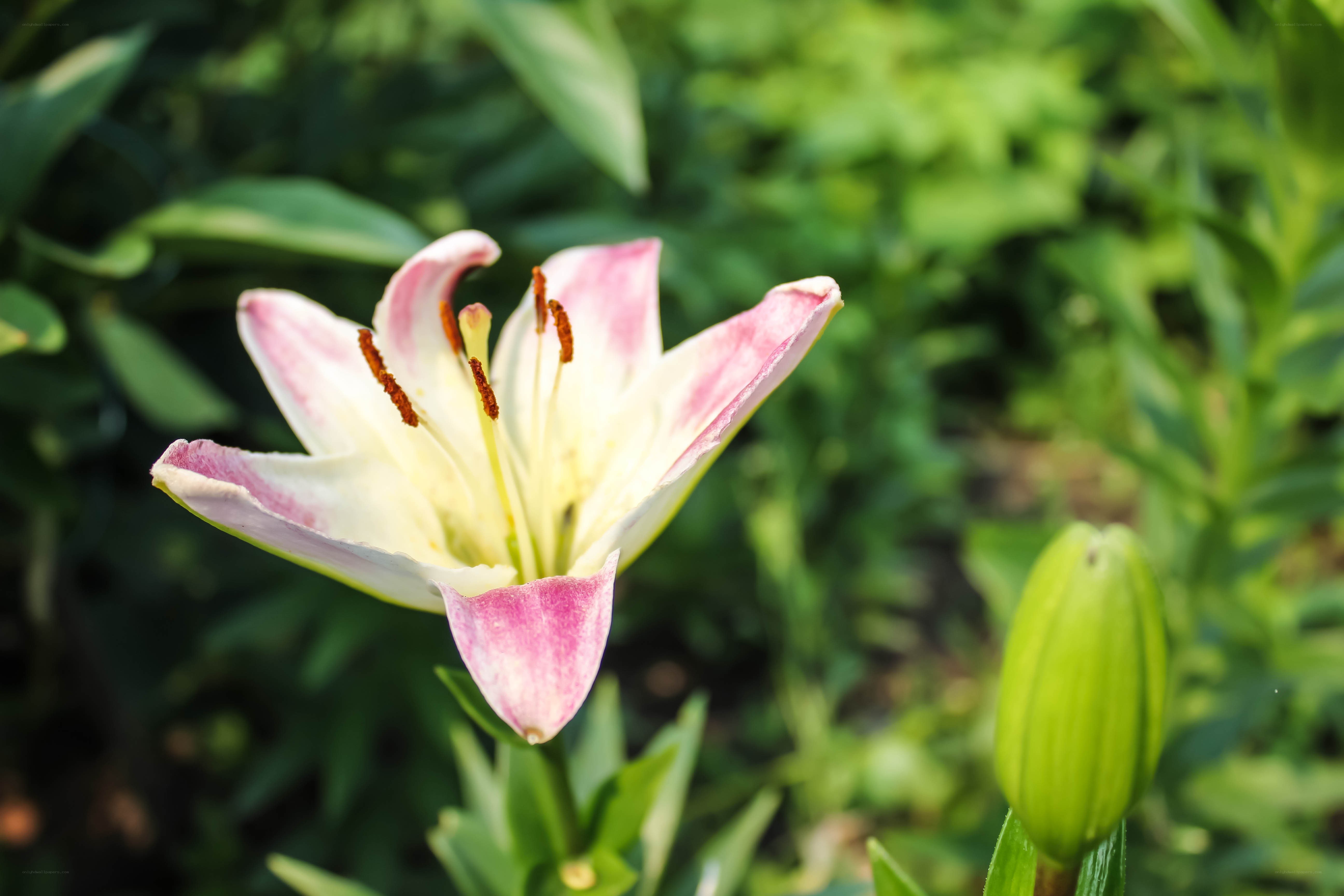 Pink and white lily in bloom