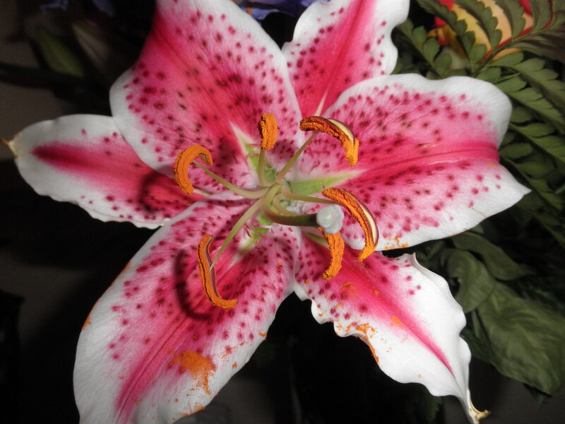 Pink and White Lily — Natural, Photograph