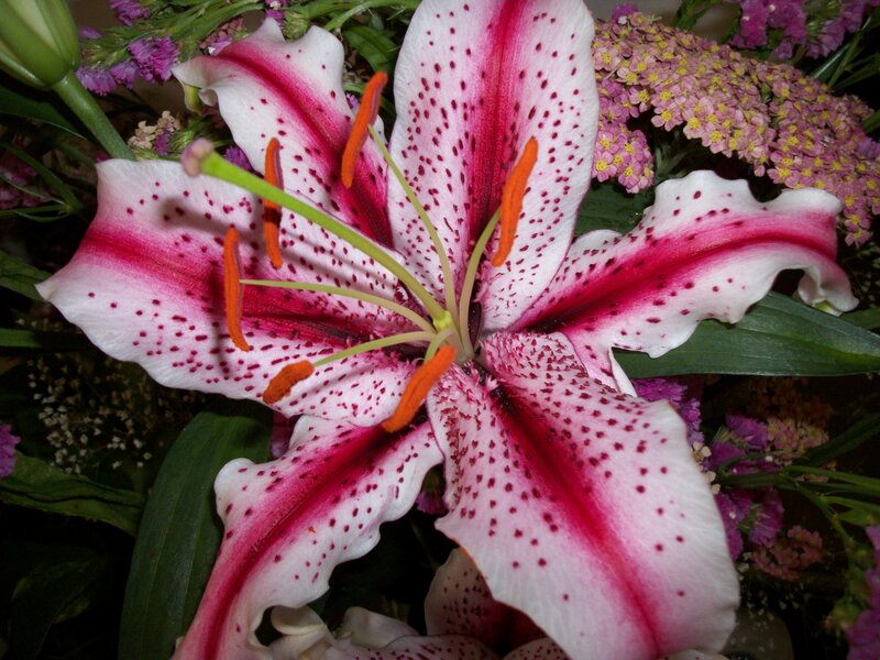 Pink and White Lily — Natural