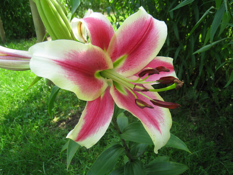 Pink and White Lily — Serene