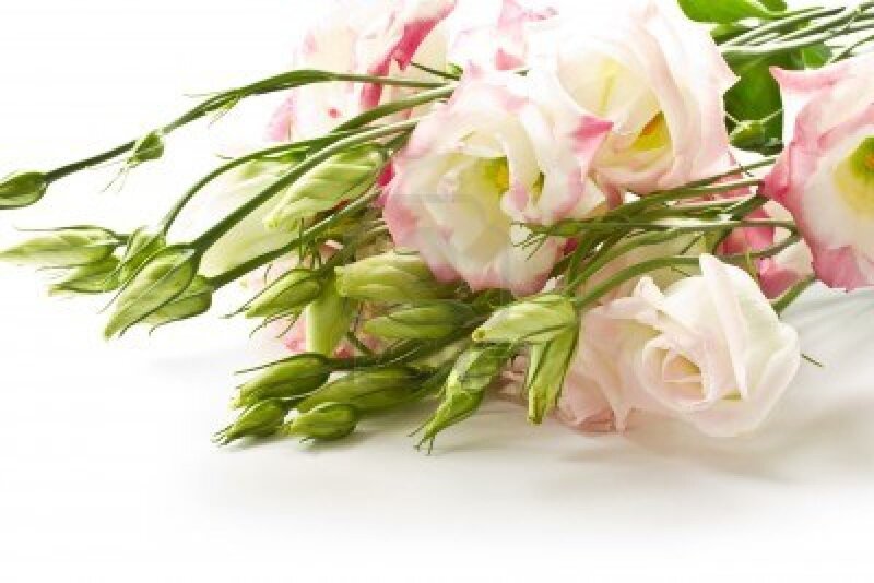 Pink and White Lisianthus