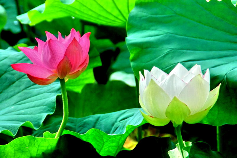 Pink and White Lotus Flowers
